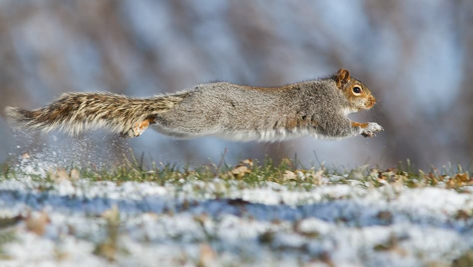 Winter Squirrel Leap by Mircea Costina — canvas wall art