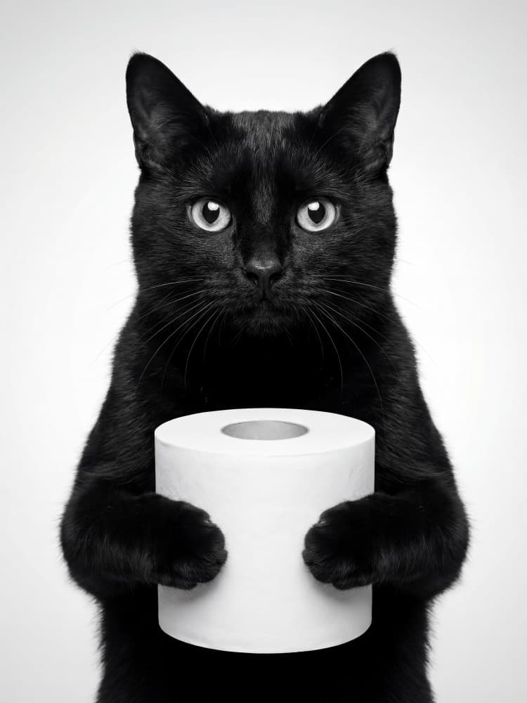 Cat Holding Toilet Roll by Andreas Magnusson — canvas wall art