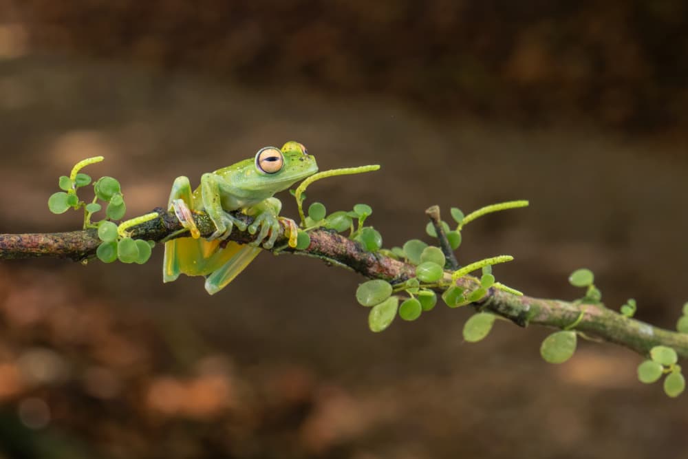 Vibrant Glass Frog on Branch by Sheila Xu — canvas wall art