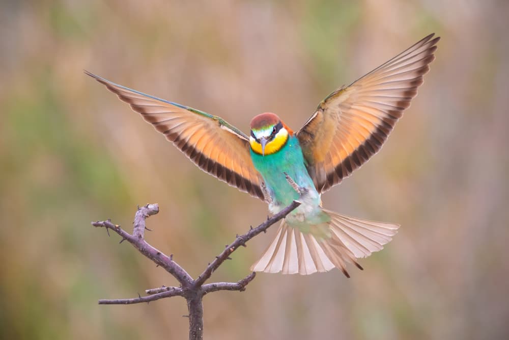 Perfect landing! by TONY GORAN — canvas wall art