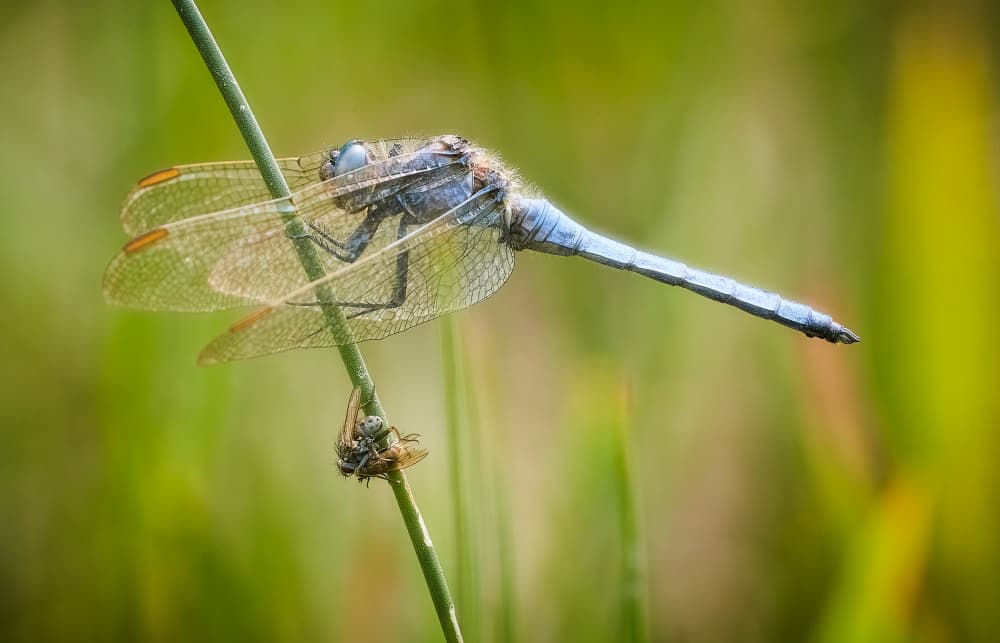 Vibrant Blue Dragonfly by Stuart Williams — canvas wall art