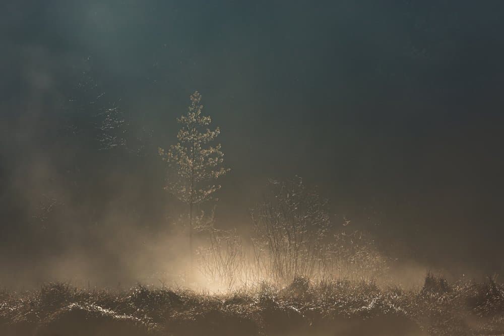 Ethereal Morning Glow by Uschi Hermann — canvas wall art