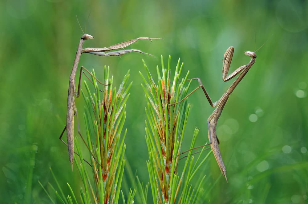 Praying Mantises Encounter by Edy Pamungkas — canvas wall art