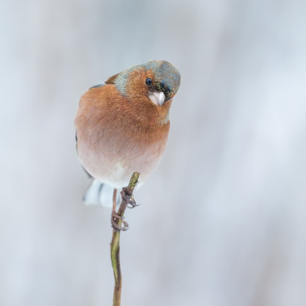 Winter Finch Portrait by Annie Keizer — canvas wall art