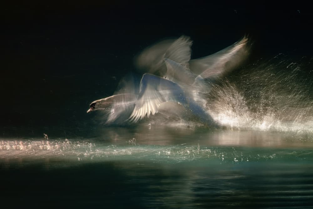 Dynamic Swan Flight by Milan Malovrh — canvas wall art