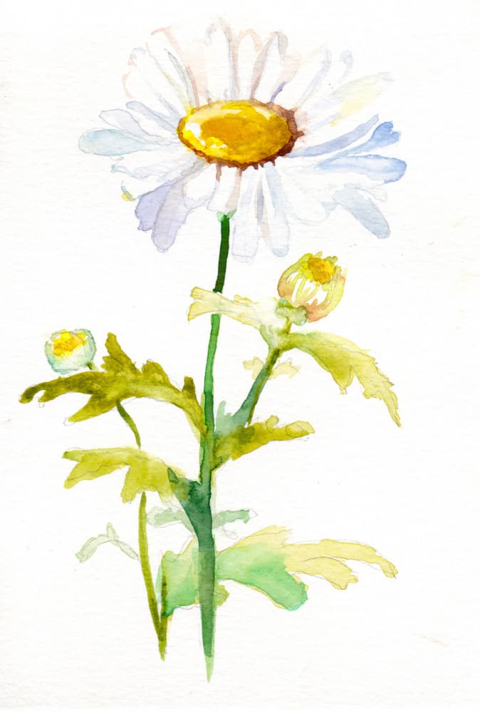 Fresh Daisy Watercolor by Christine Lindstrom — canvas wall art