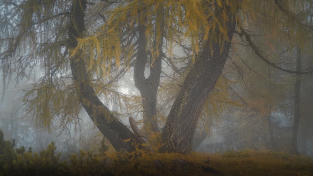 Misty Autumn Forest by Thomas de Franzoni — canvas wall art