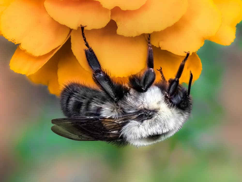 Fuzzy Bee on Orange Flower by Atul Saluja — canvas wall art