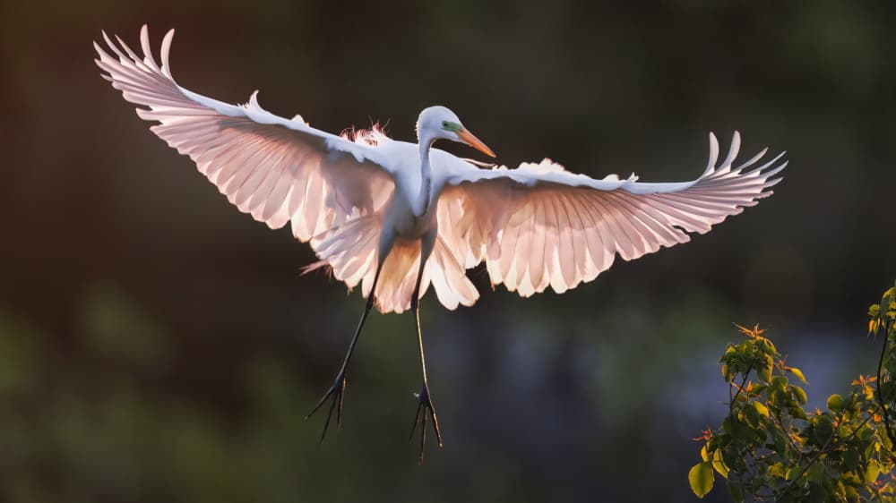 Wings Of Light by Hanping Xiao — canvas wall art
