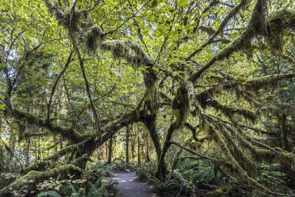 Enchanted Forest Path by Melanie Viola — canvas wall art
