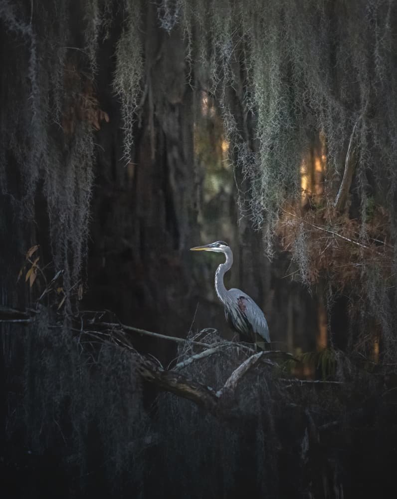 Heron in Spanish Moss by Willa Wei — canvas wall art