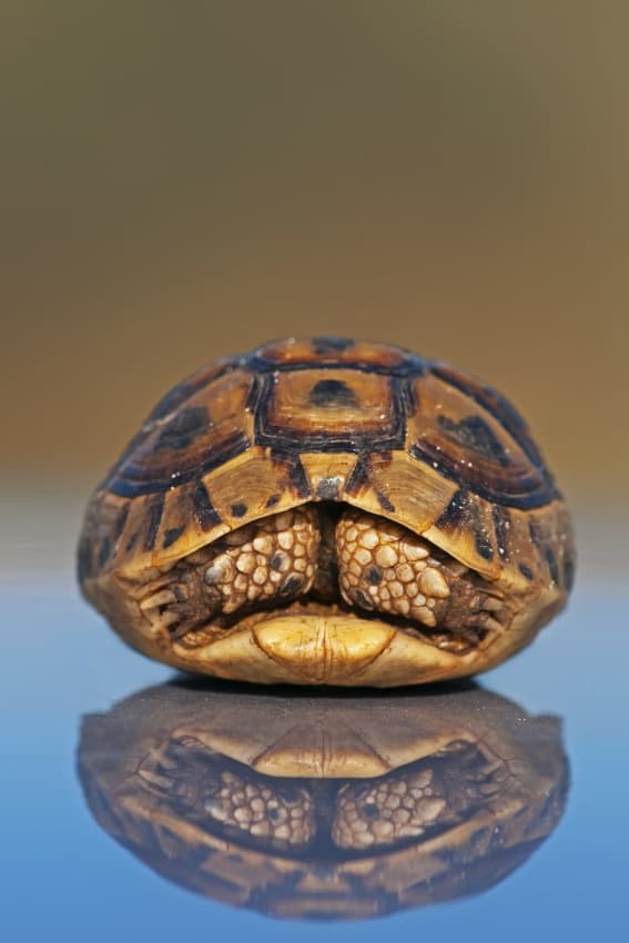 Upside Down Turtle Reflection by Eyal Amer — canvas wall art