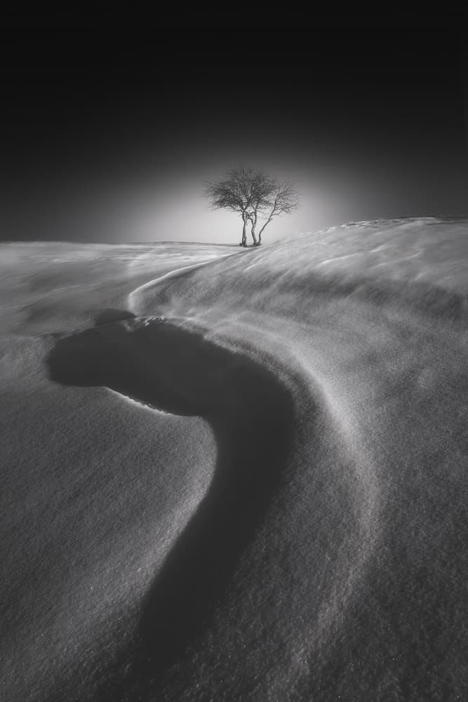 Lone Winter Tree by NingYun Ye — canvas wall art
