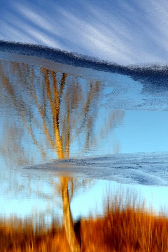 Golden Tree Water Reflection by Matej Rumansky — canvas wall art