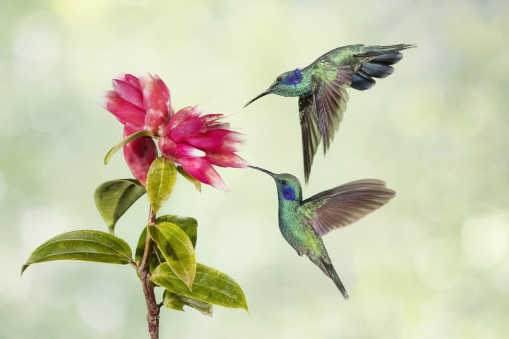 Two Hummingbirds Feeding by Linda D Lester — canvas wall art