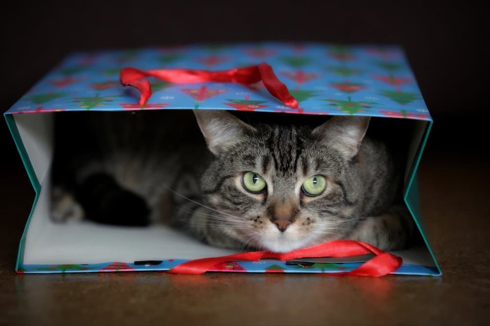 Curious Cat In Gift Bag by Antje Wenner-Braun — canvas wall art