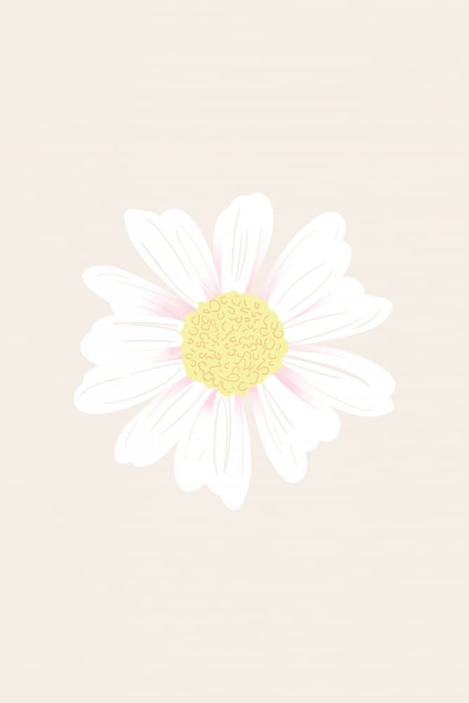 Delicate White Daisy by Karen Menzenbach — canvas wall art