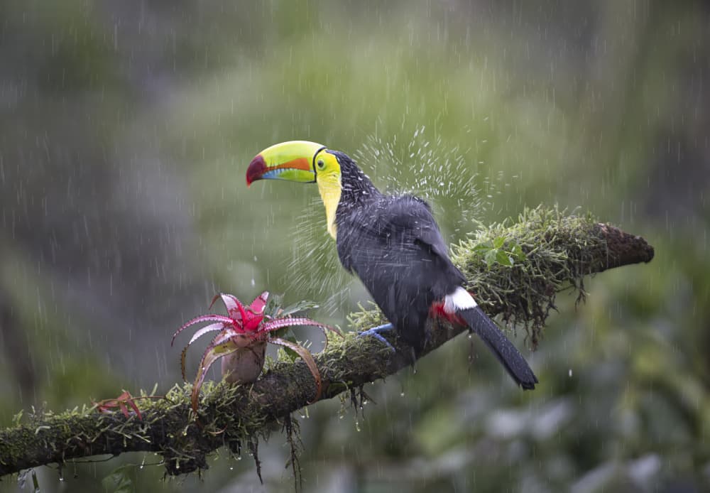 Colorful Toucan In Rain by Larry Deng APA — canvas wall art