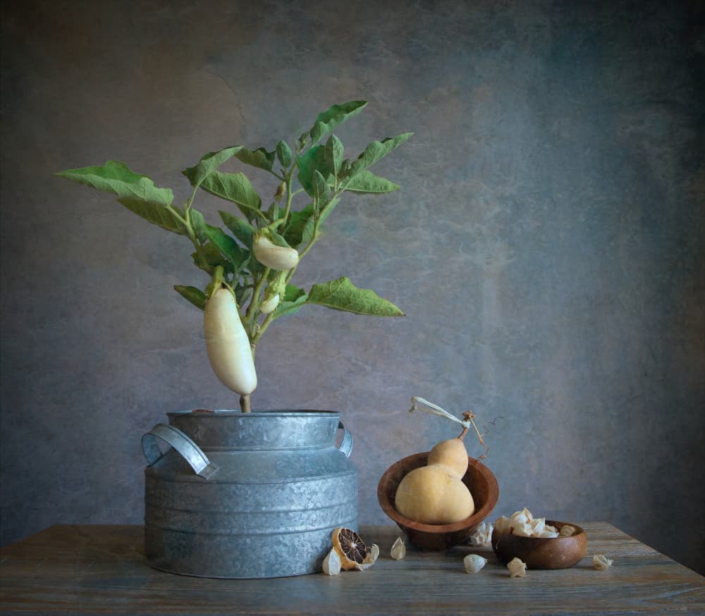 White Eggplant Still Life by Fangping Zhou — canvas wall art