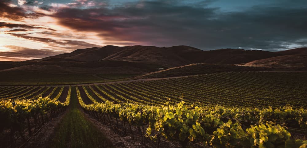 Vineyard Sunset Glow by Tim Mossholder — canvas wall art