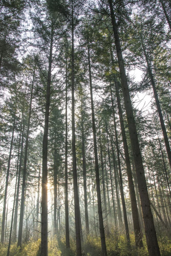 Sunlit Forest Mist by Christa Stroo — canvas wall art