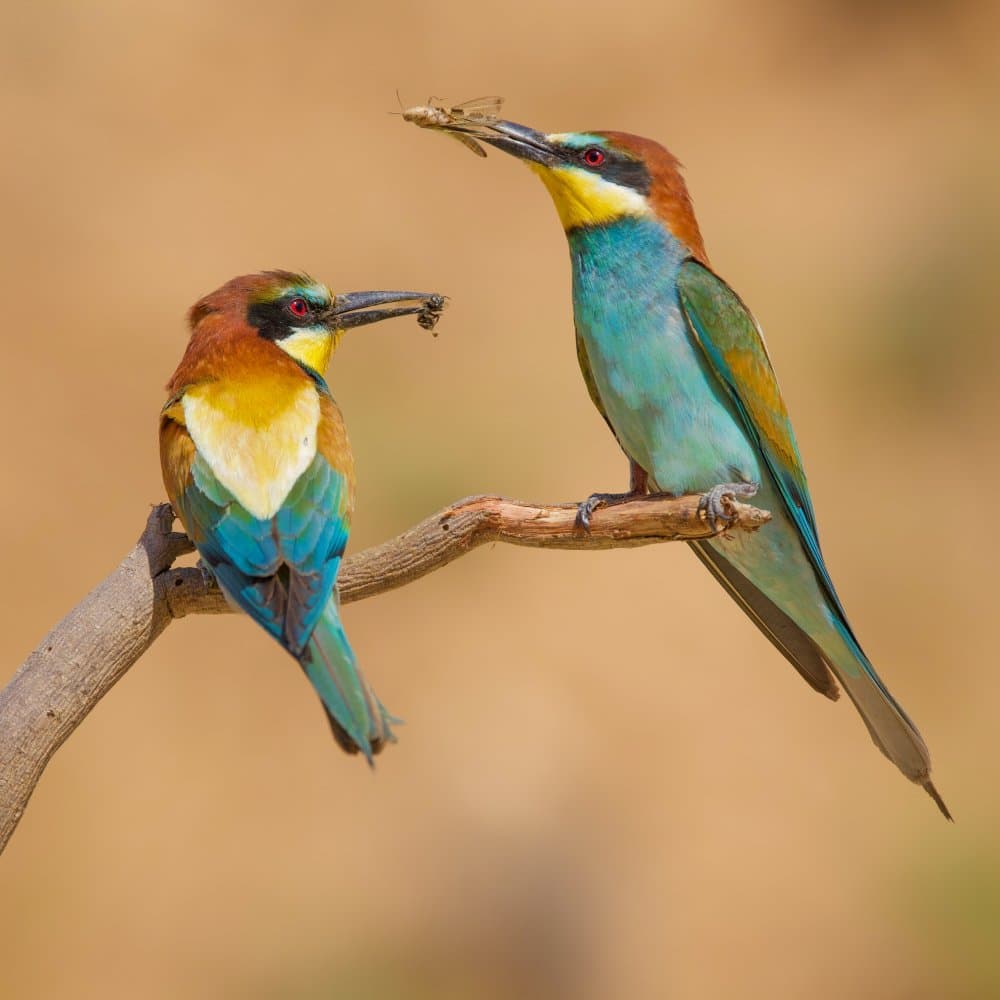 Colorful Birds Feeding by David Manusevich — canvas wall art