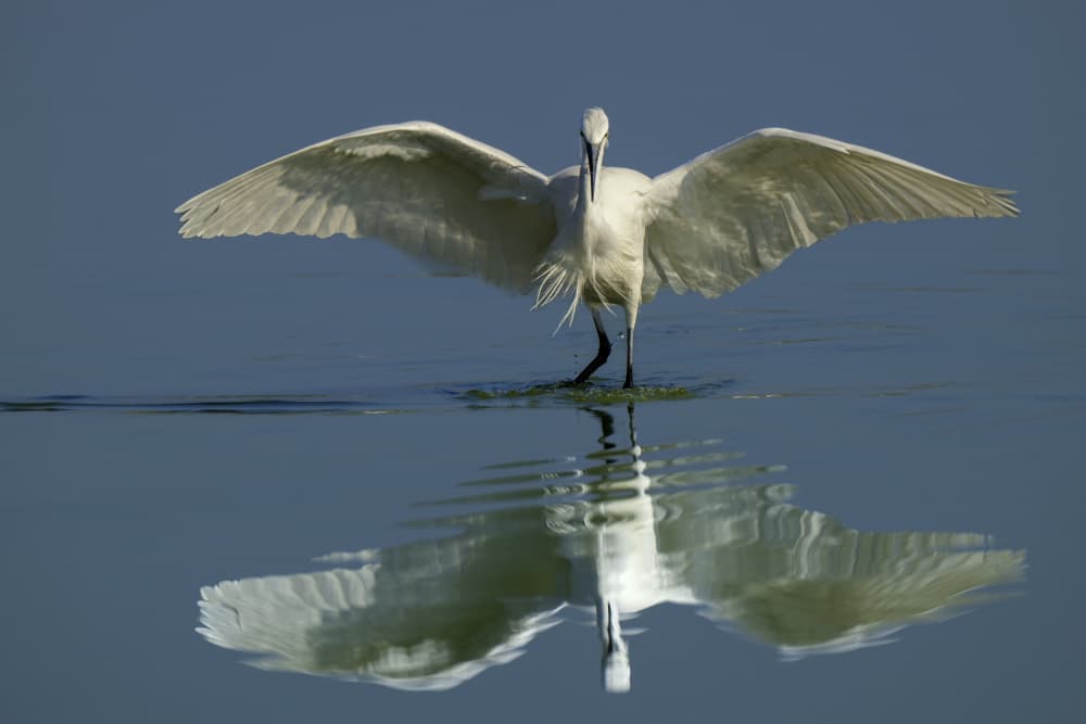 Graceful Egret Reflection by Mallal Moshe — canvas wall art