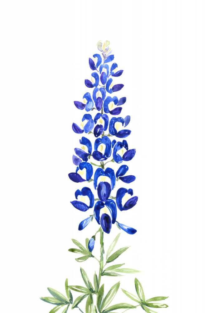 Bluebonnet Bloom by Rosana Laiz Blursbyai — canvas wall art