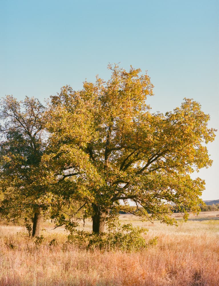 Golden Oak Trees by Bethany Young — canvas wall art