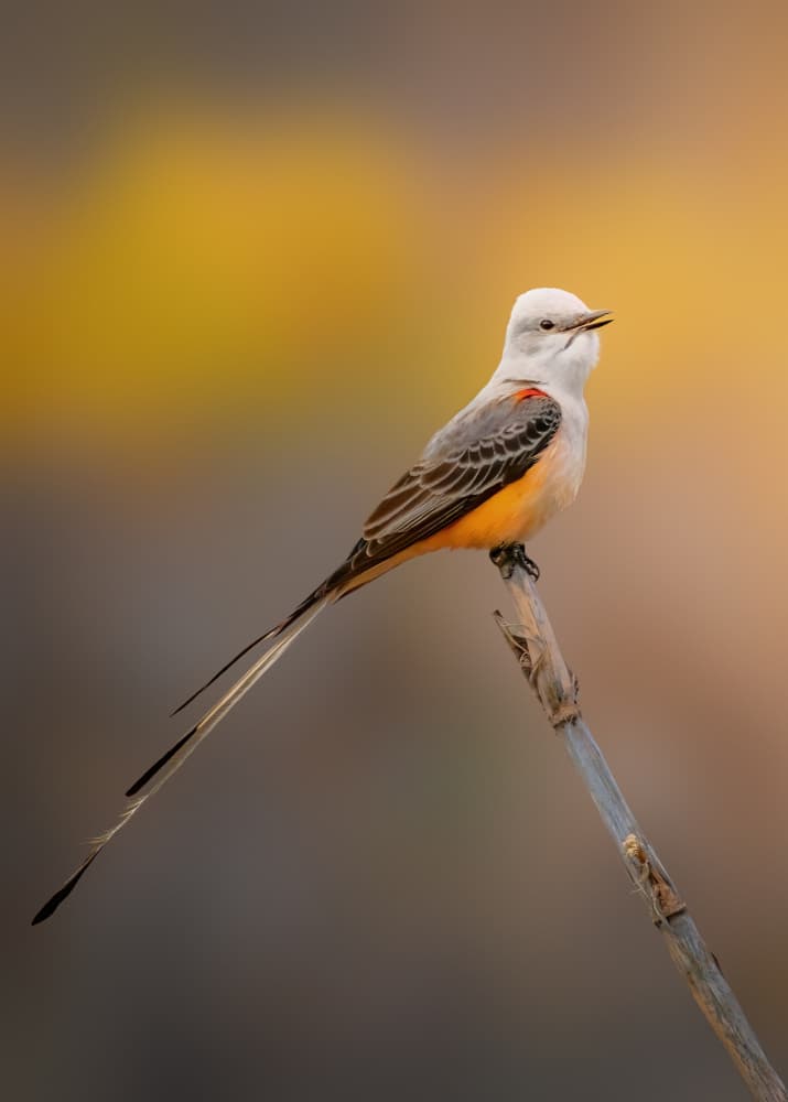 Graceful Scissortail Flycatcher by Jacob (Jian) Xu — canvas wall art