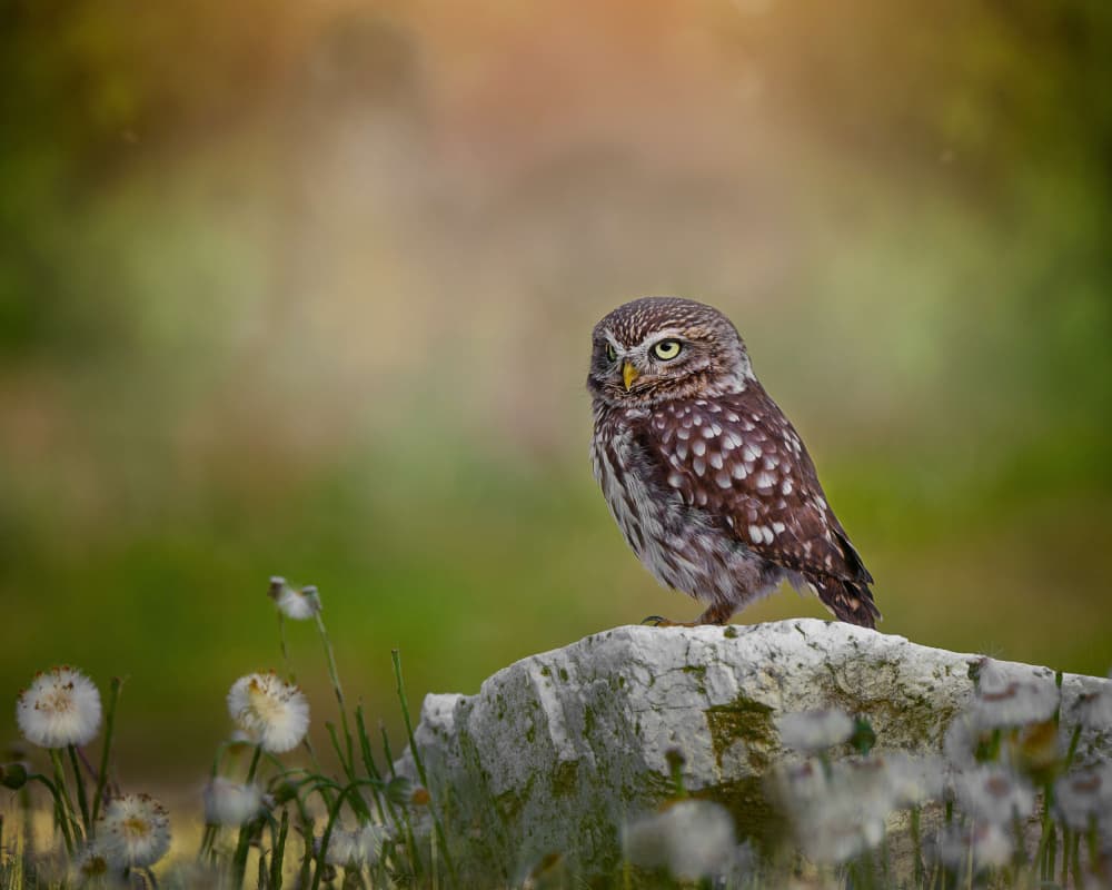 Little Owl Perched by Michaela Firešová — canvas wall art