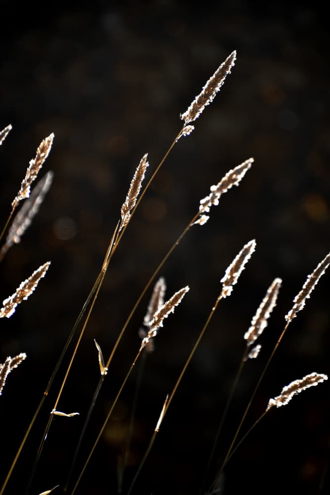 Golden Grass Glow by Christina Sillen — canvas wall art