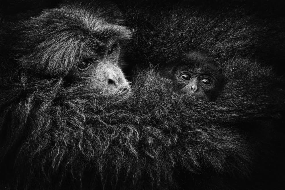 Ape Mother and Child by Antonyus Bunjamin (Abe) — canvas wall art