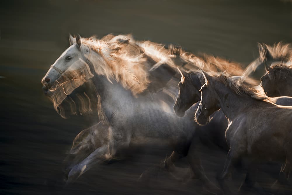 Horses In Motion Blur by Milan Malovrh — canvas wall art