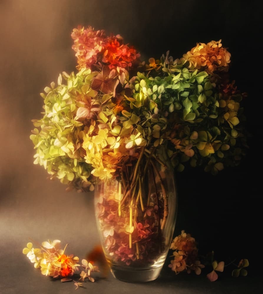 Fading Hydrangea Still Life by Ludmila Shumilova — canvas wall art
