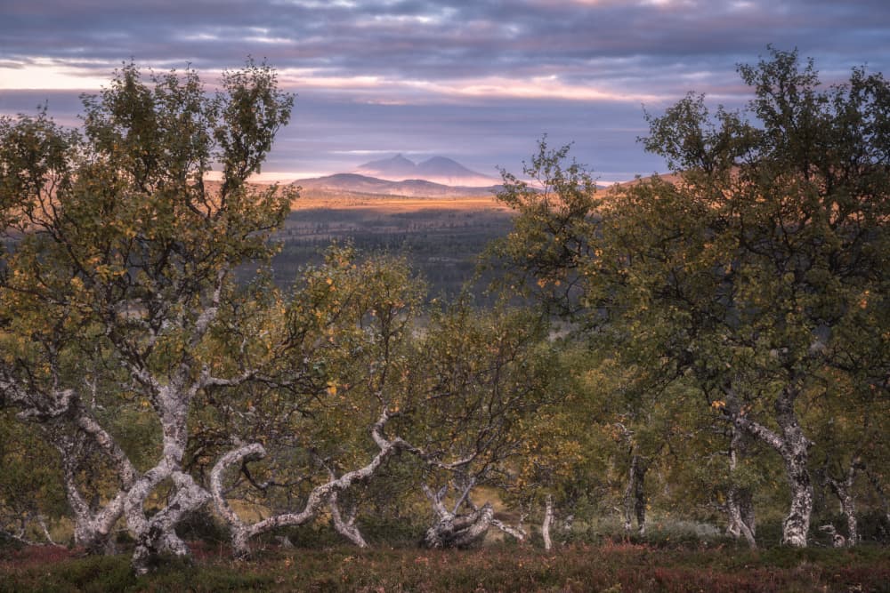Autumn Birches Mountain View by Ludwig Riml — canvas wall art
