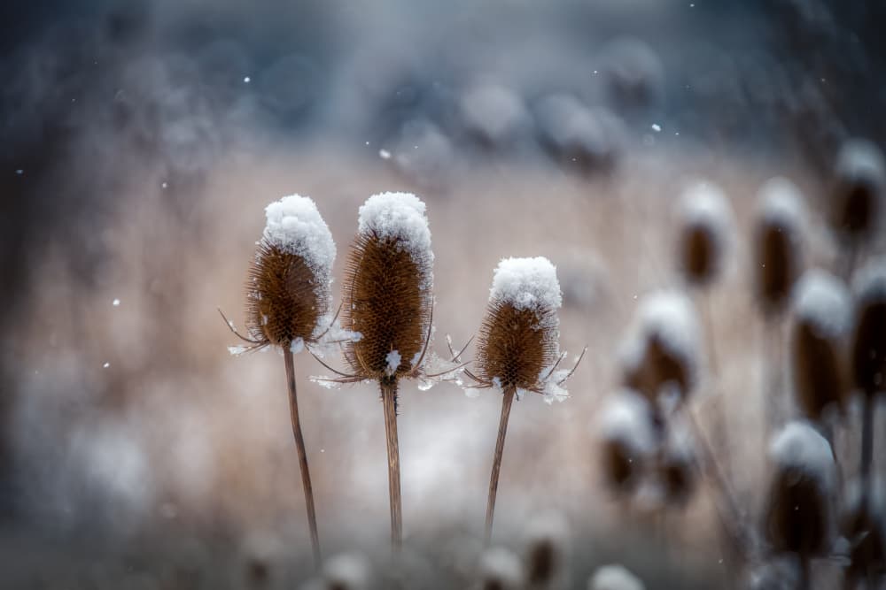 Snowy Winter Plants by Piet Haaksma — canvas wall art