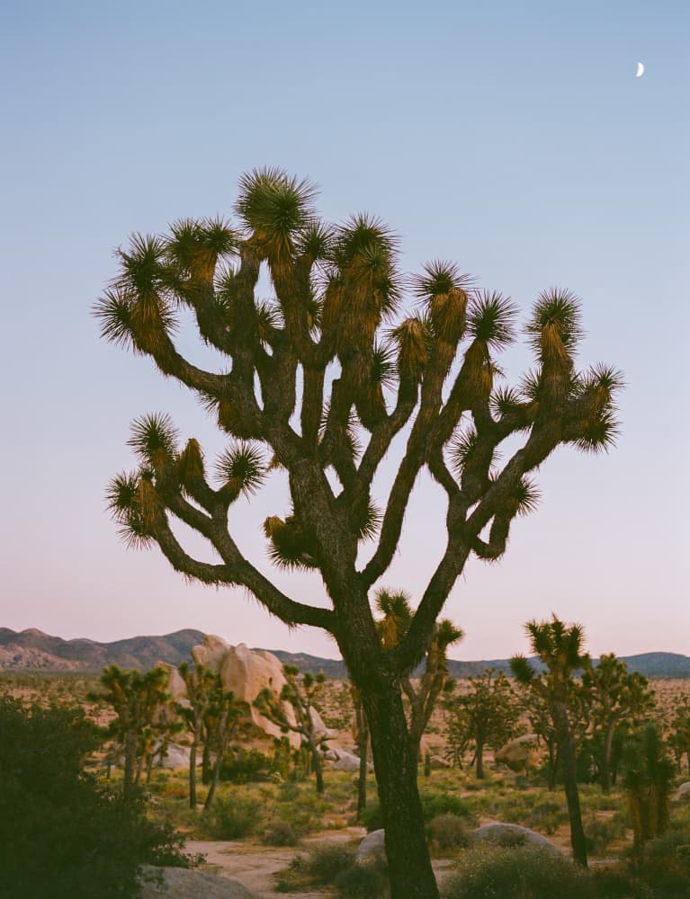 Joshua Tree Twilight Moon by Bethany Young — canvas wall art