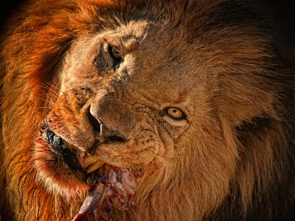 Male Lion's Feast by Mathilde Guillemot — canvas wall art