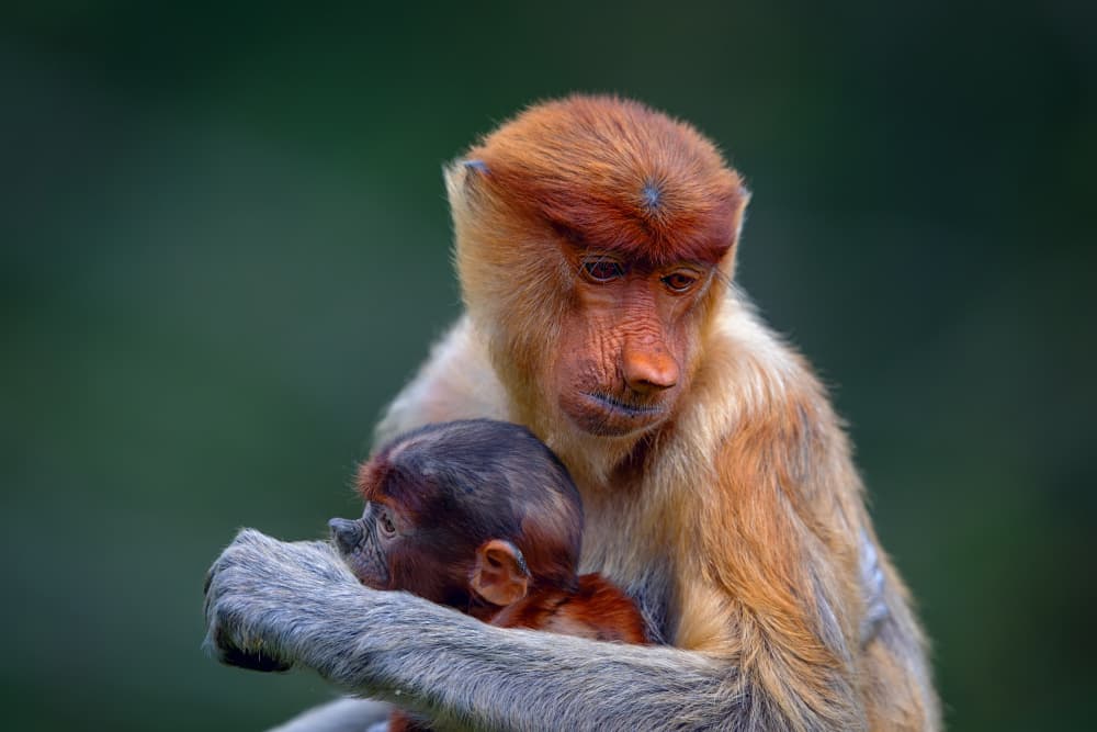 Maternal Monkey Bond by Siyu_Wei APA — canvas wall art