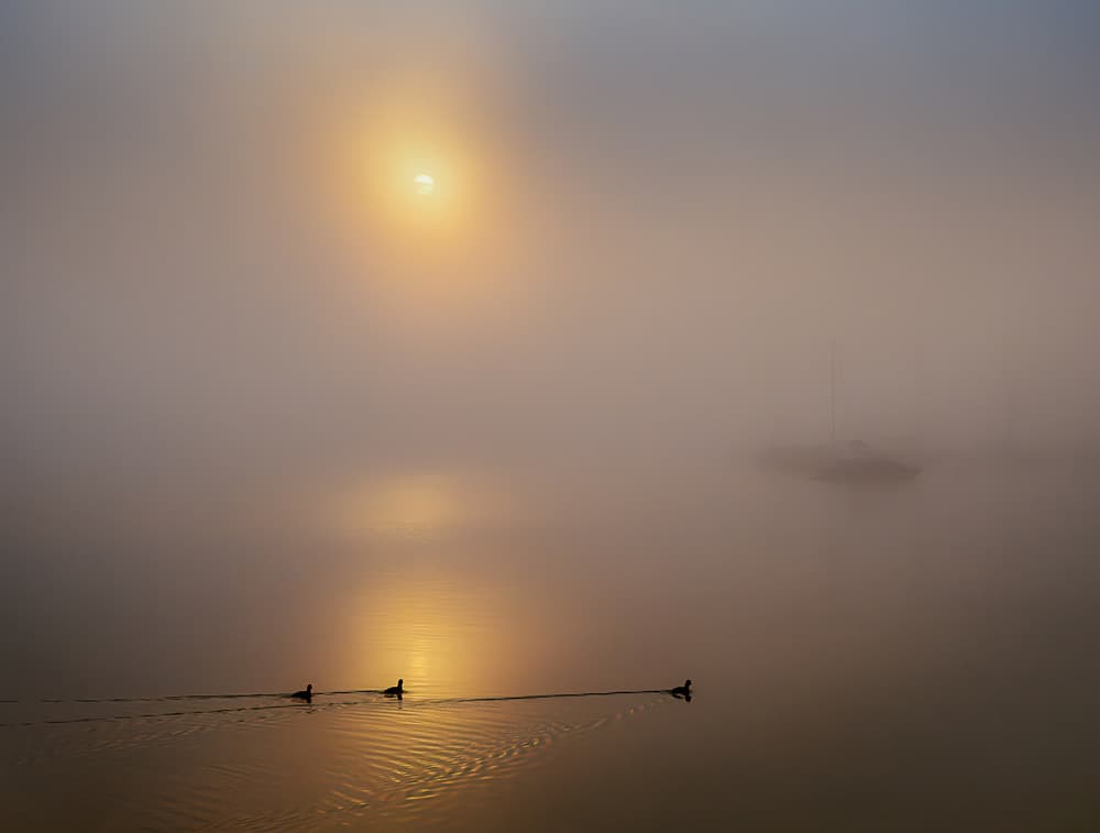 Ducks In Morning Fog by Ulrike Eisenmann — canvas wall art