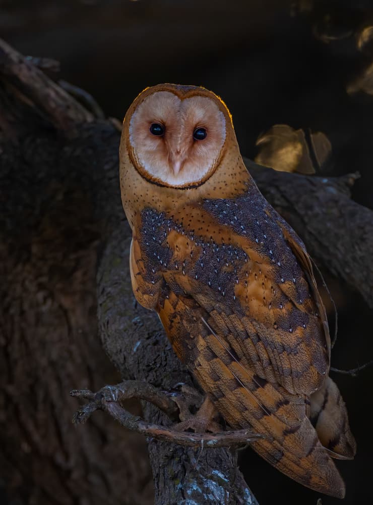 Golden Barn Owl by Johnson Huang — canvas wall art