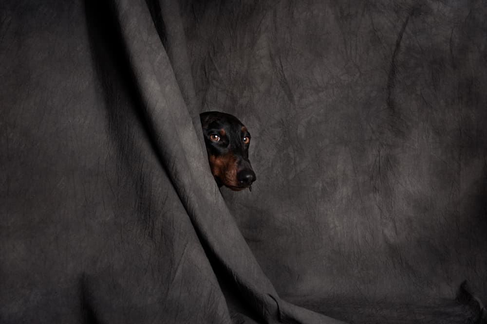 Curious Dog Peeks by Heike Willers — canvas wall art
