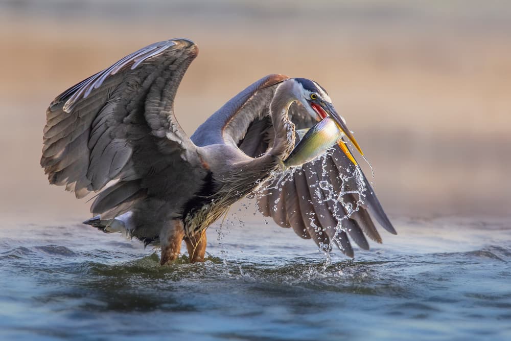 Great Blue Heron Catch by Mountain Cloud — canvas wall art