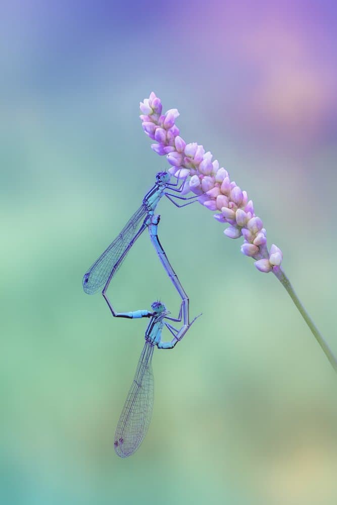 Damselfly Heart on Bloom by Fabrizio Daminelli — canvas wall art