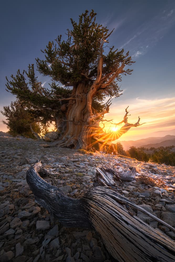 Ancient Tree Golden Sunset by Aidong Ning — canvas wall art