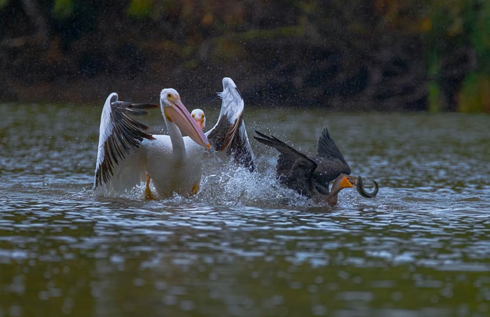Pelicans and Snake Hunt by Johnson Huang — canvas wall art