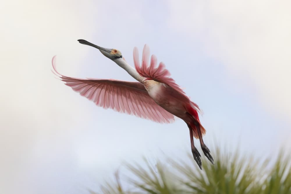 Roseate Spoonbill Flying by Linda D Lester — canvas wall art