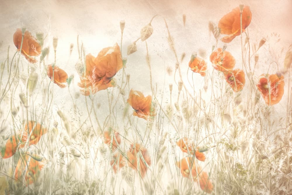 Poppies in the field by Nel Talen — canvas wall art