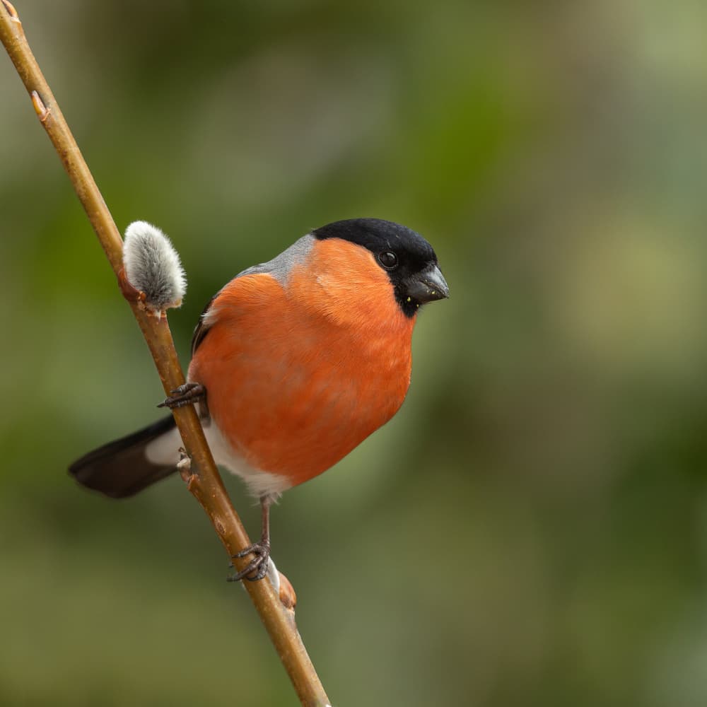 Red Bullfinch on Pussywillow by Annie Keizer — canvas wall art